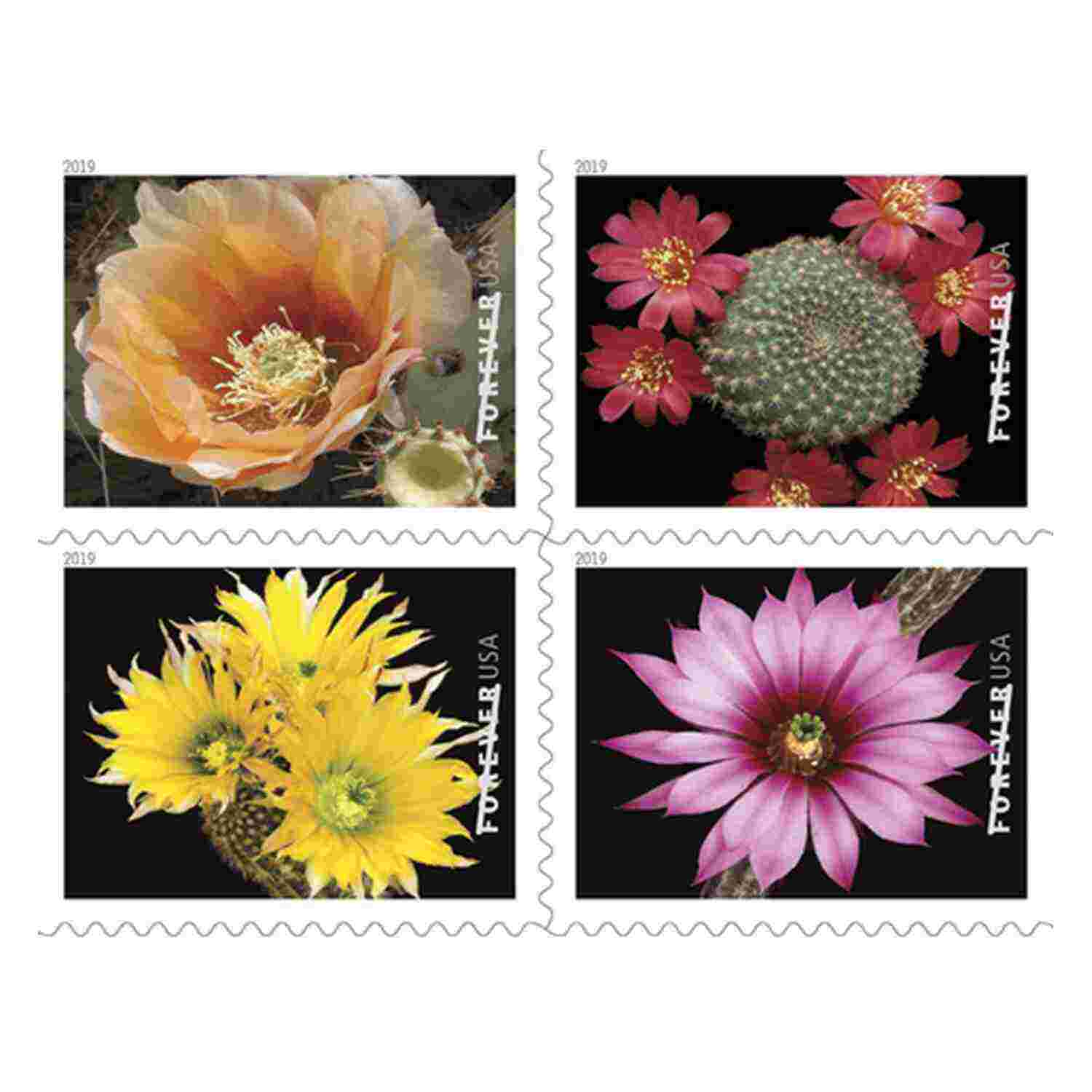 Cactus Flowers