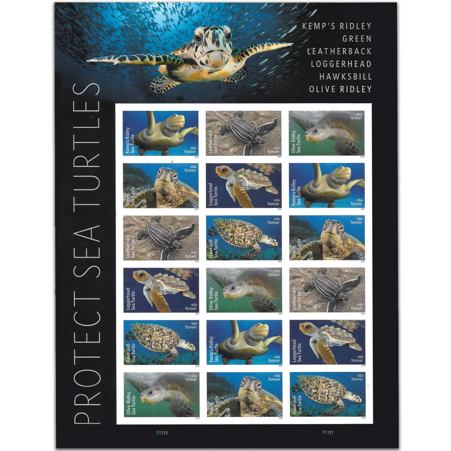 Protect Sea Turtles