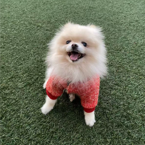 PET CUSTOM