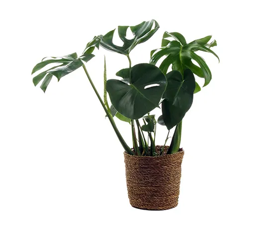 Zimmerpflanze »Monstera« mit Topf