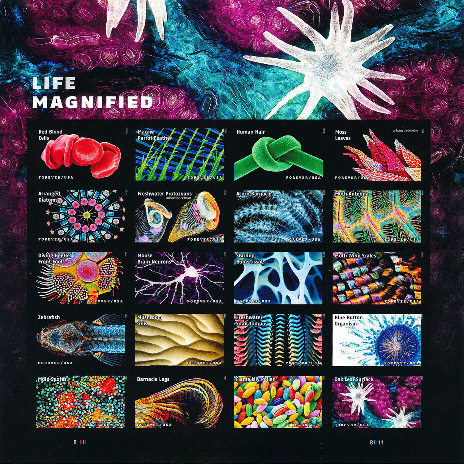 Life Magnified
