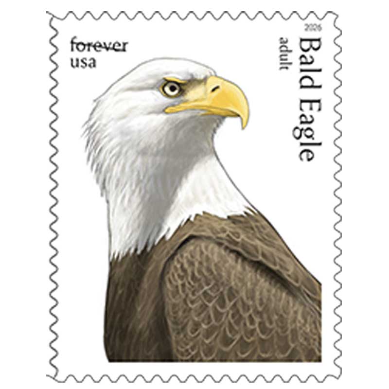 Bald Eagle: Hatchling to Adult