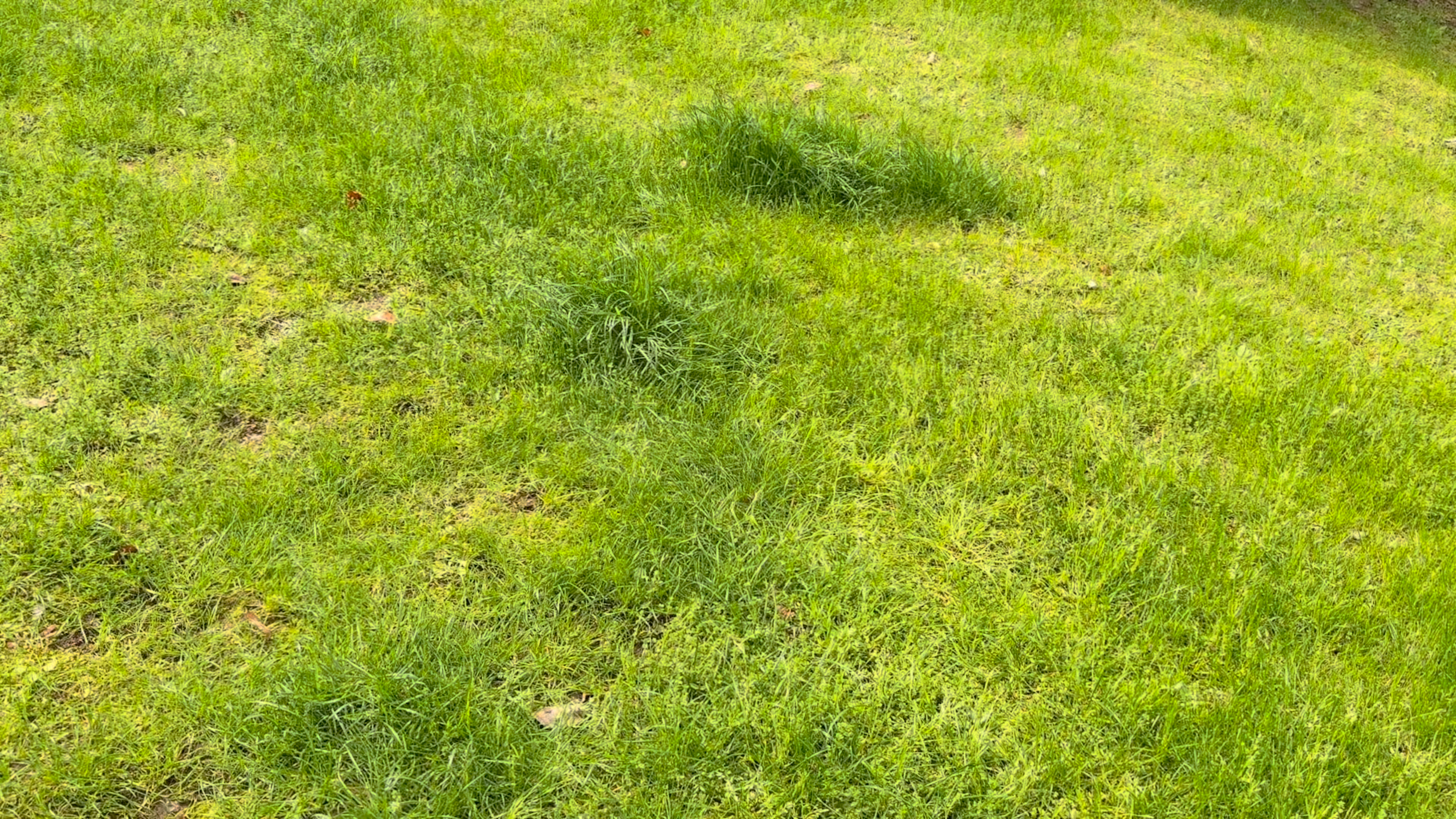 Dog Kennel OP-B10