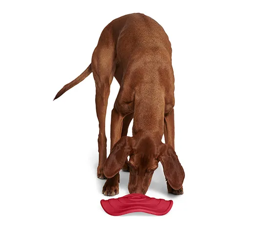 Hunde-Wurfscheibe