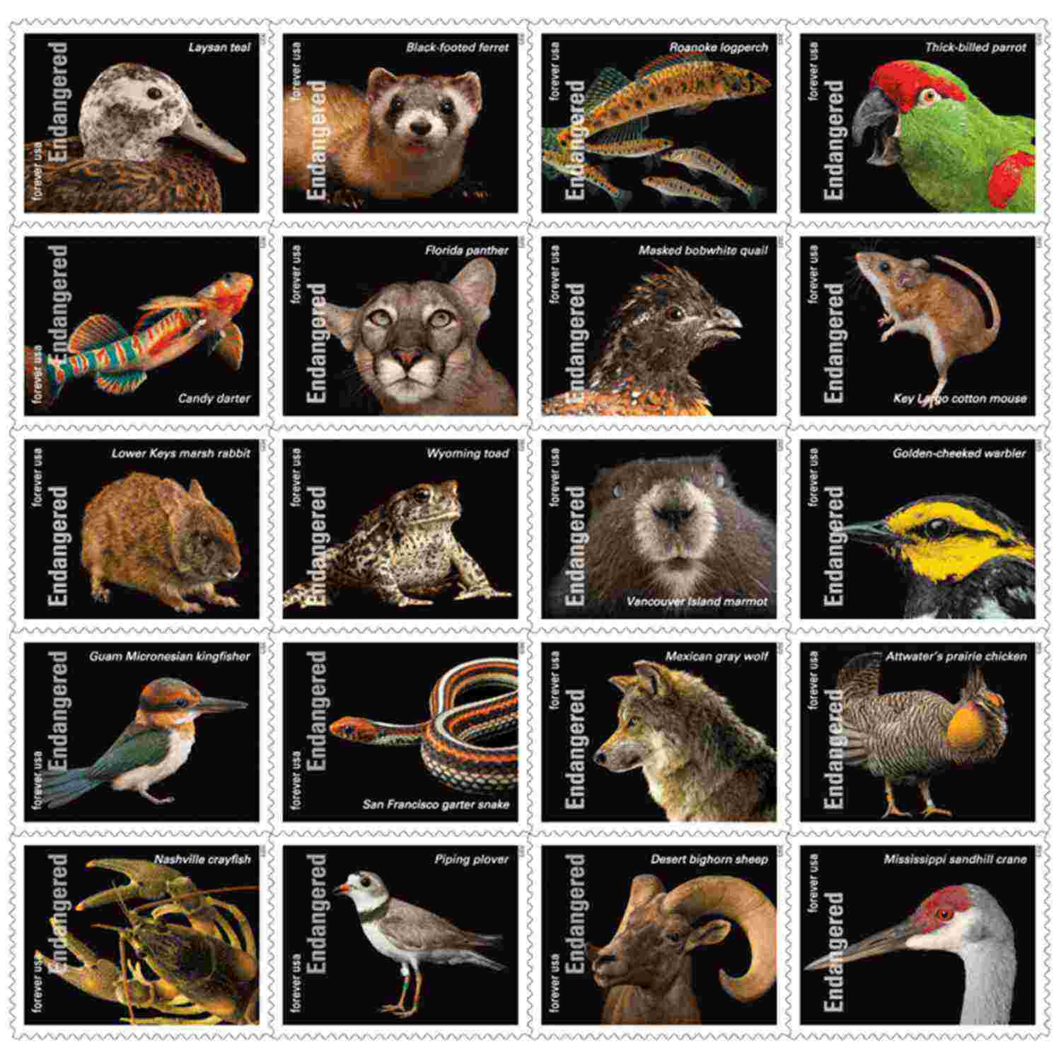 Endangered Species
