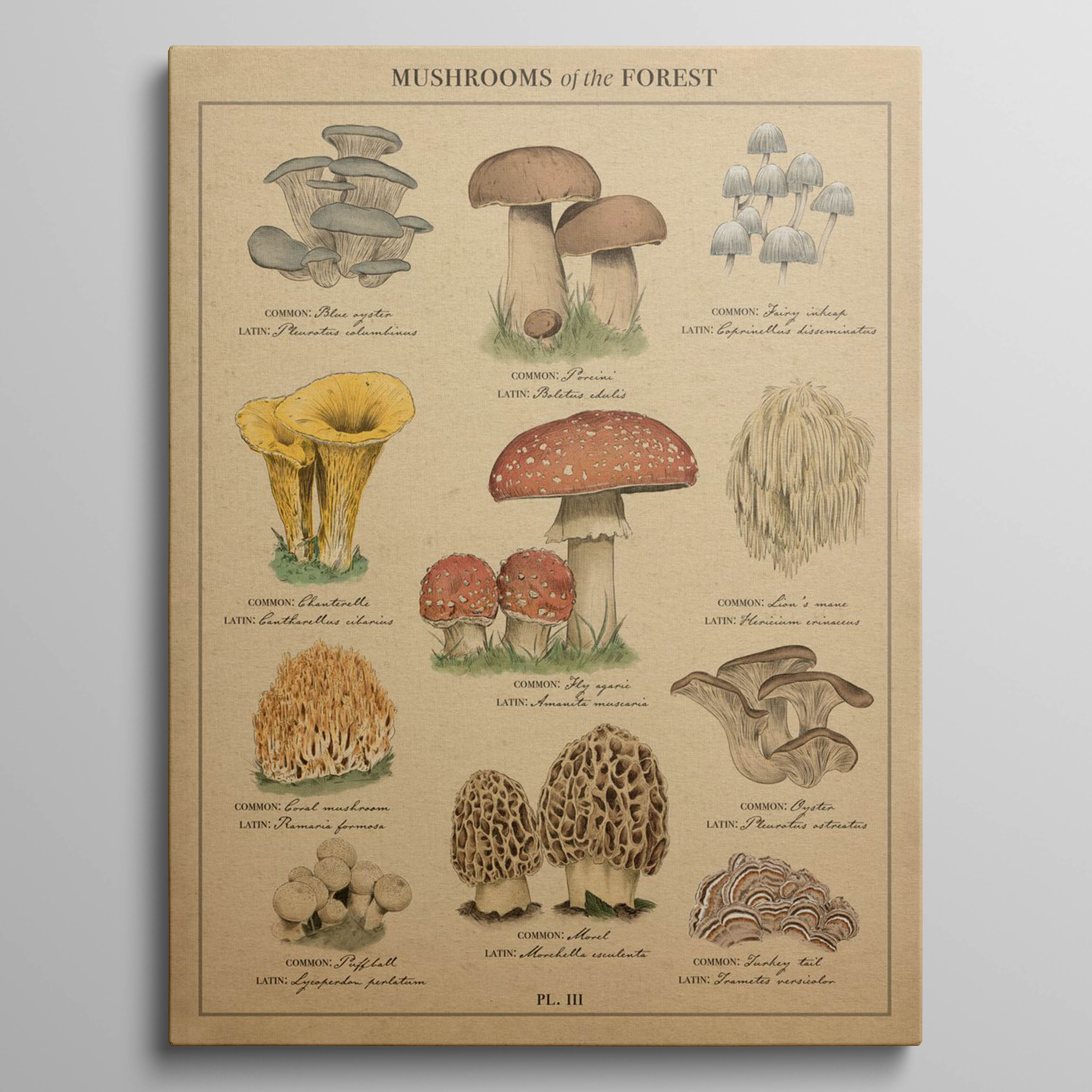 Mushrooms of the forest