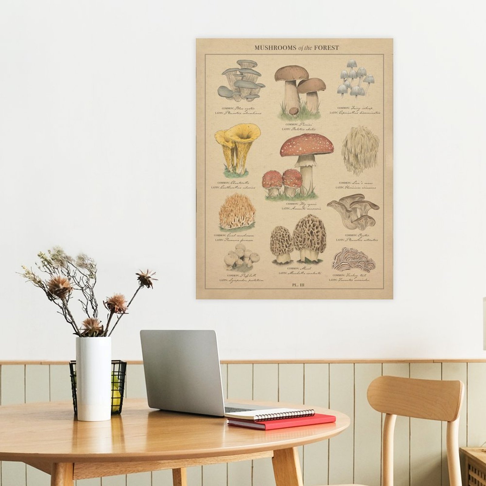 Mushrooms of the forest