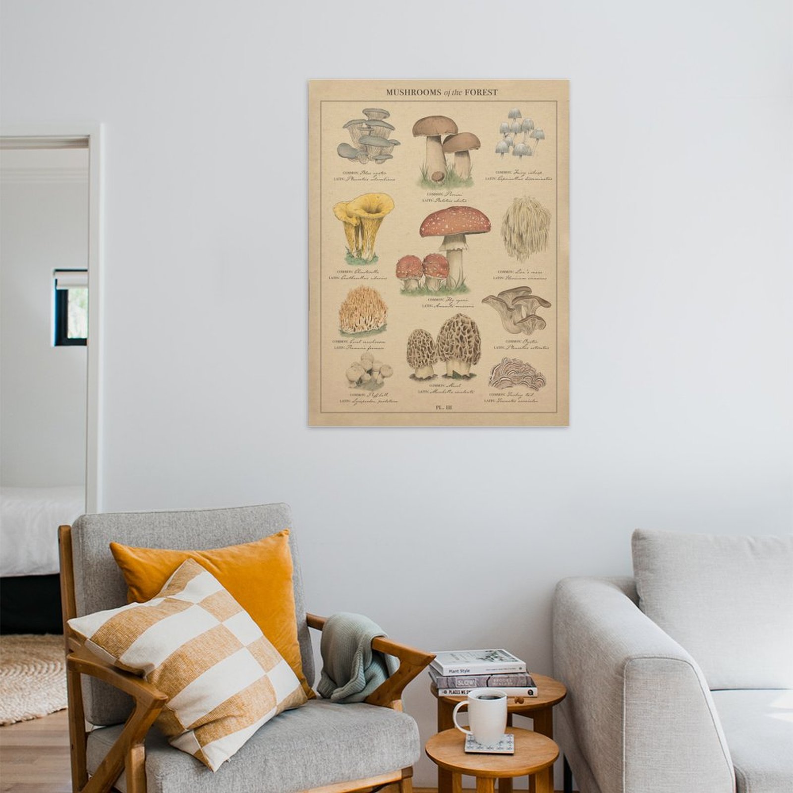 Mushrooms of the forest