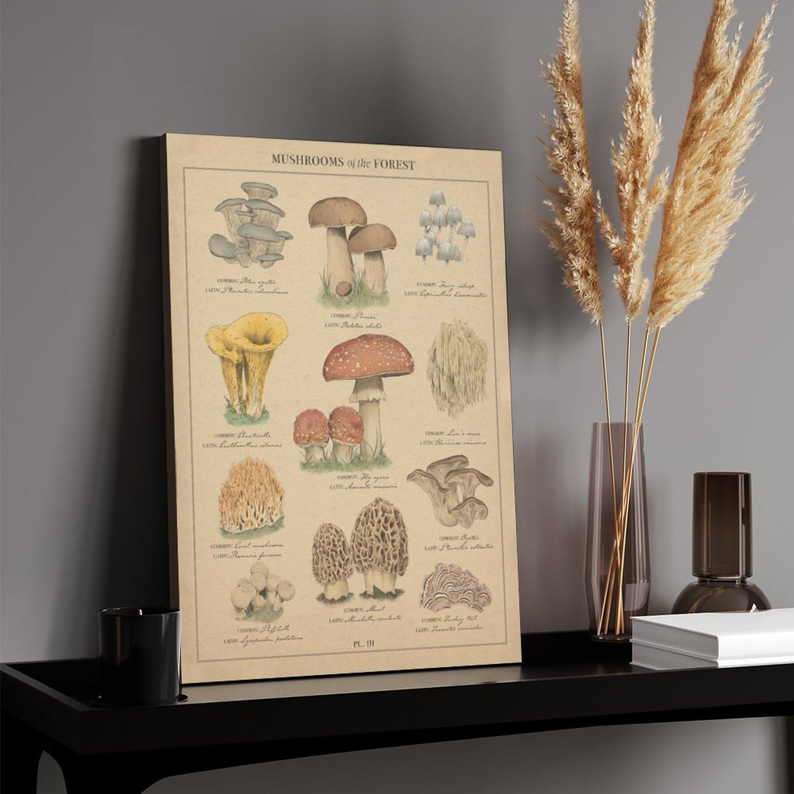 Mushrooms of the forest