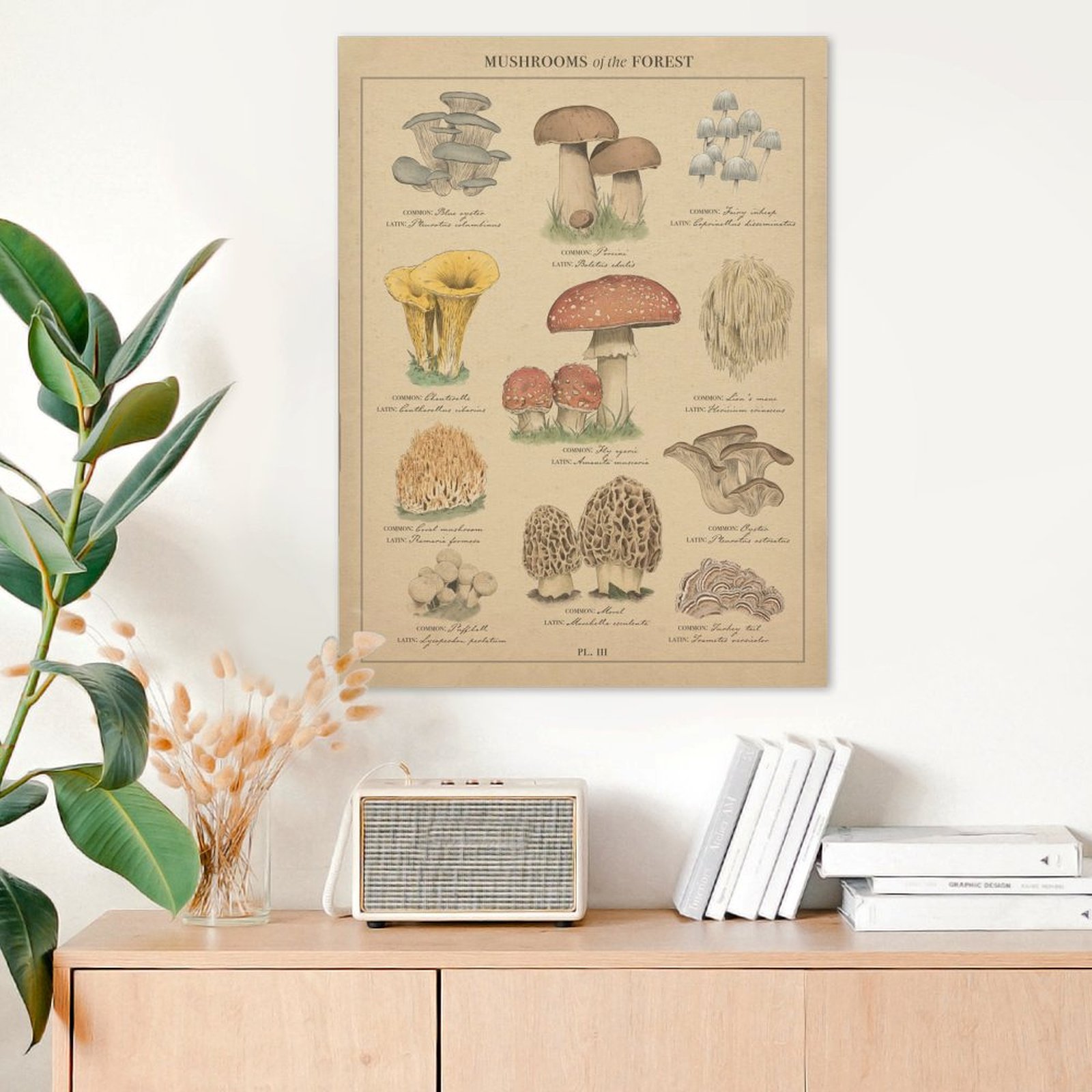 Mushrooms of the forest