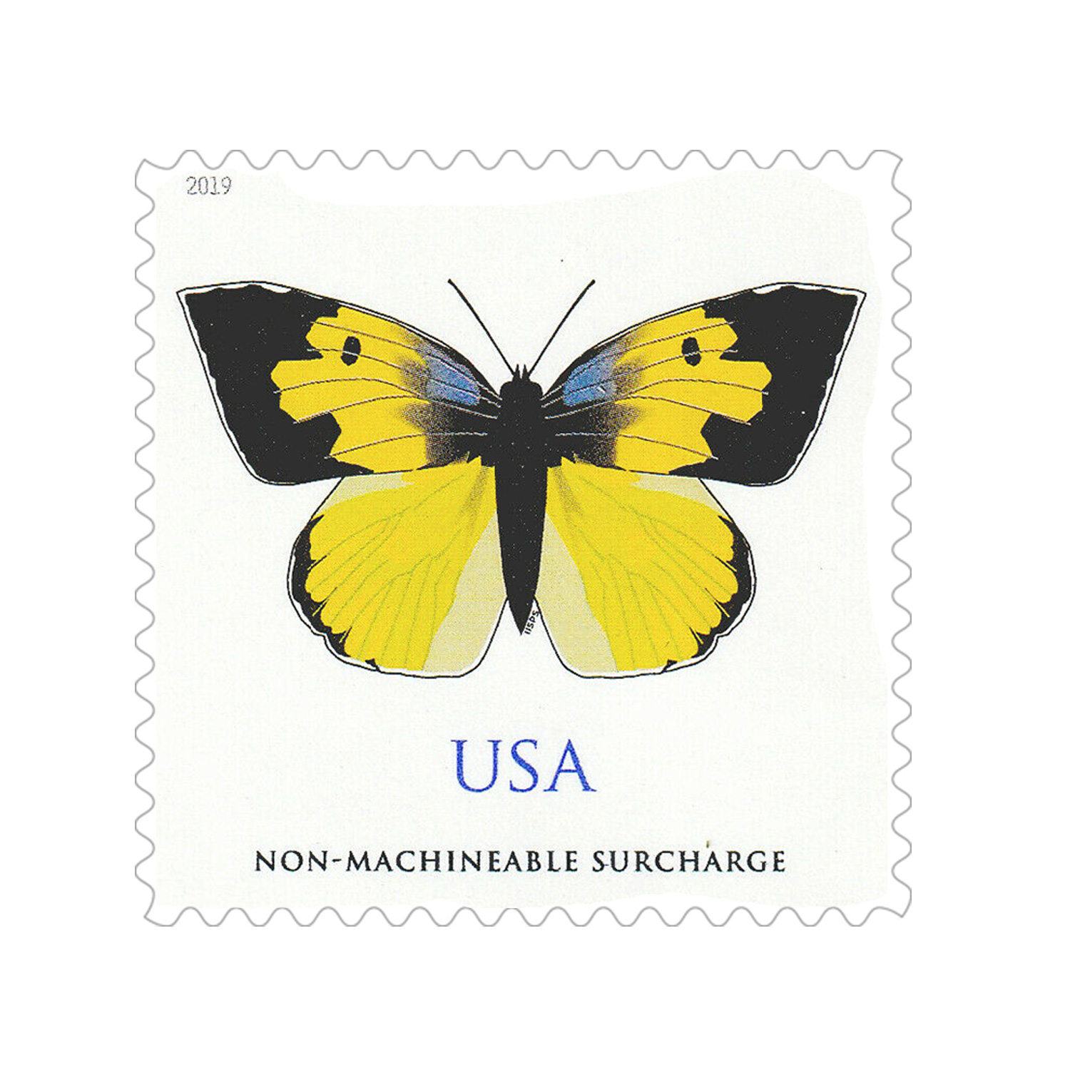 California Dogface Butterfly 2019