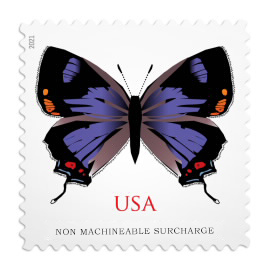 Colorado Hairstreak
