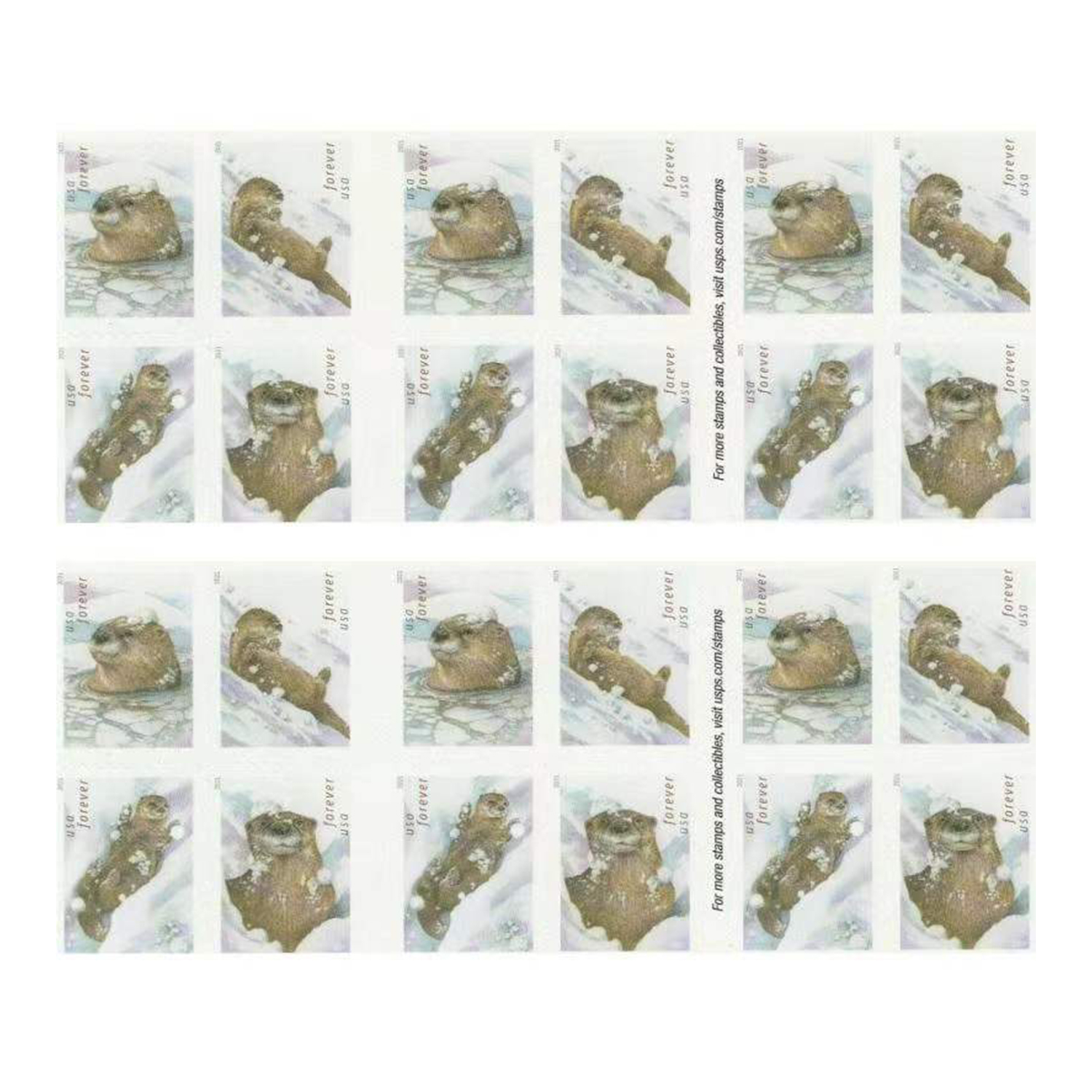 Otters in Snow 2021
