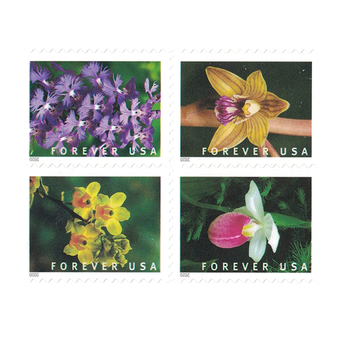 Wild Orchids Flowers 2020