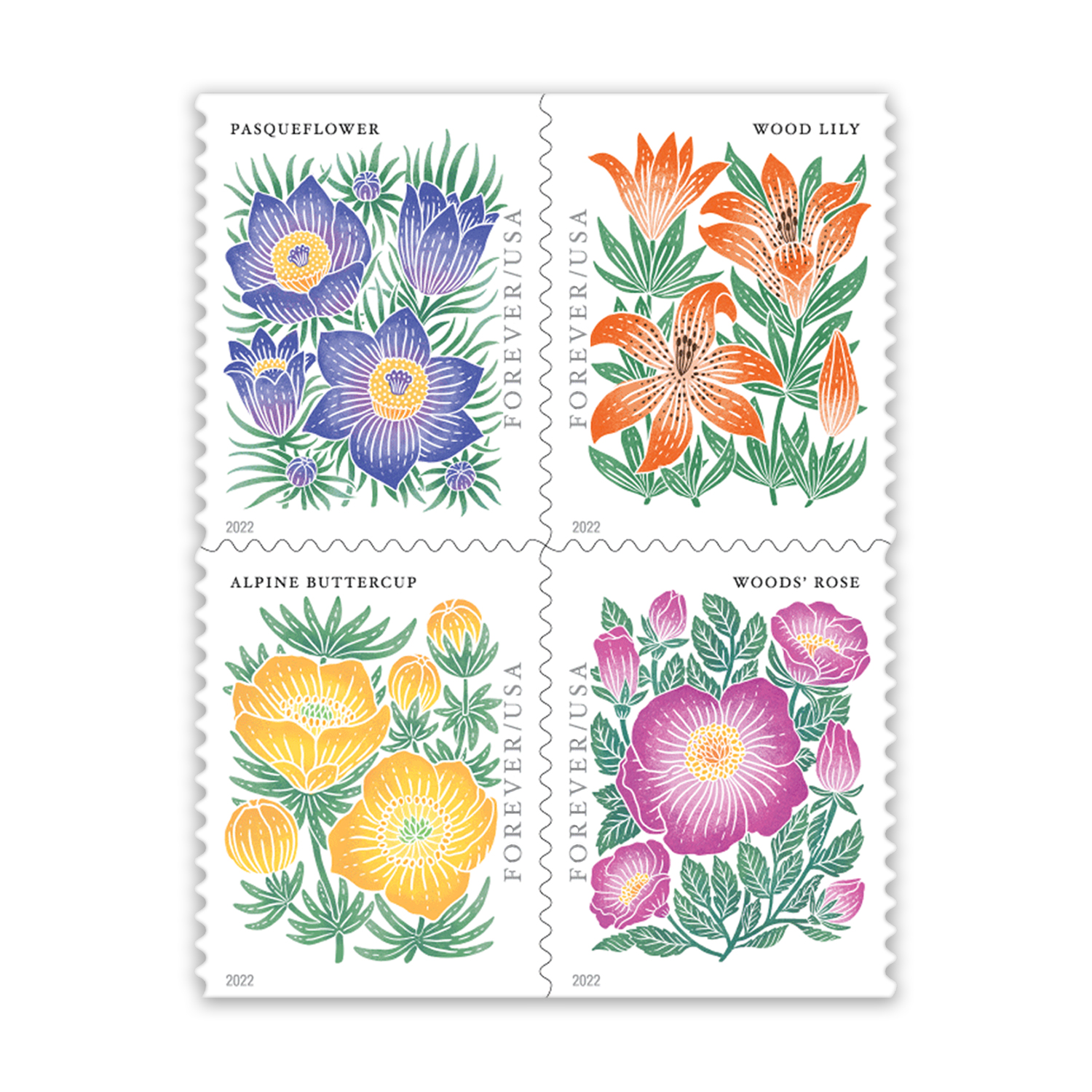 Mountain Flora Wild Flowers 2022