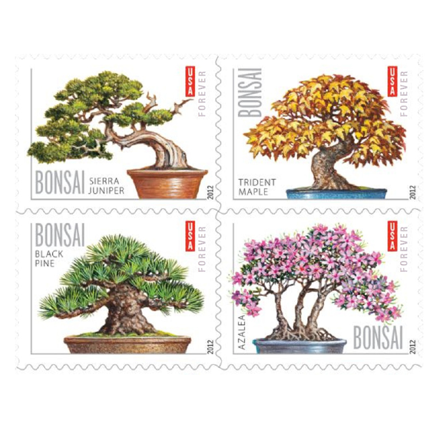 Bonsai 2012