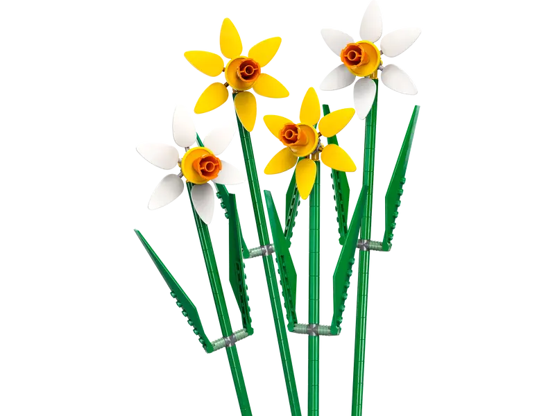 Daffodils