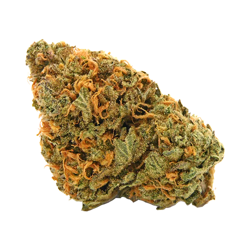 FIGR Limited Edition