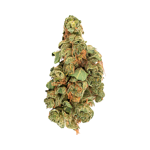 Daily Special Sativa