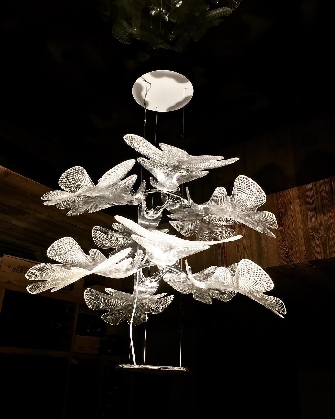 Chlorophilia Suspension Light