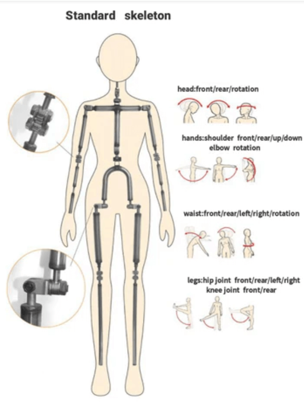 XdollCity Standard Skeleton