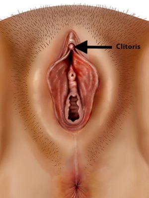 Clitoris anatomy illustration showing nerve endings and structure, part of guide on how do women masturbate