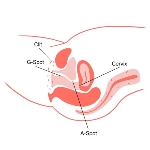 doggie style sex position stimulate the G-spot and A-spot