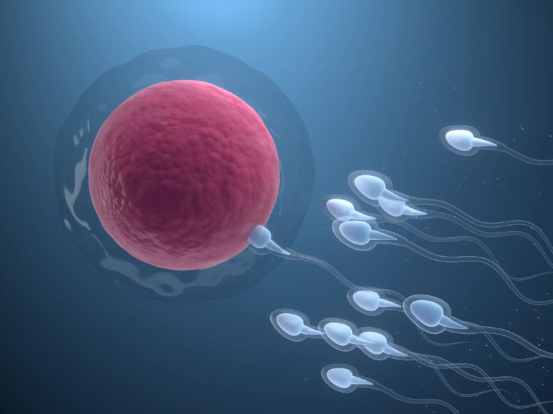 Can You Get Pregnant by Premature Ejaculation