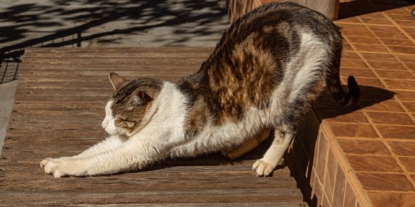 Warm-Up Stretches for speed bump sex pos