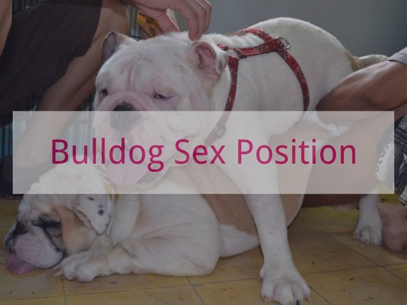 Master the Bulldog Sex Position for Deep Pleasure and Control