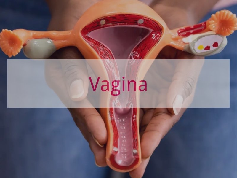 Vagina