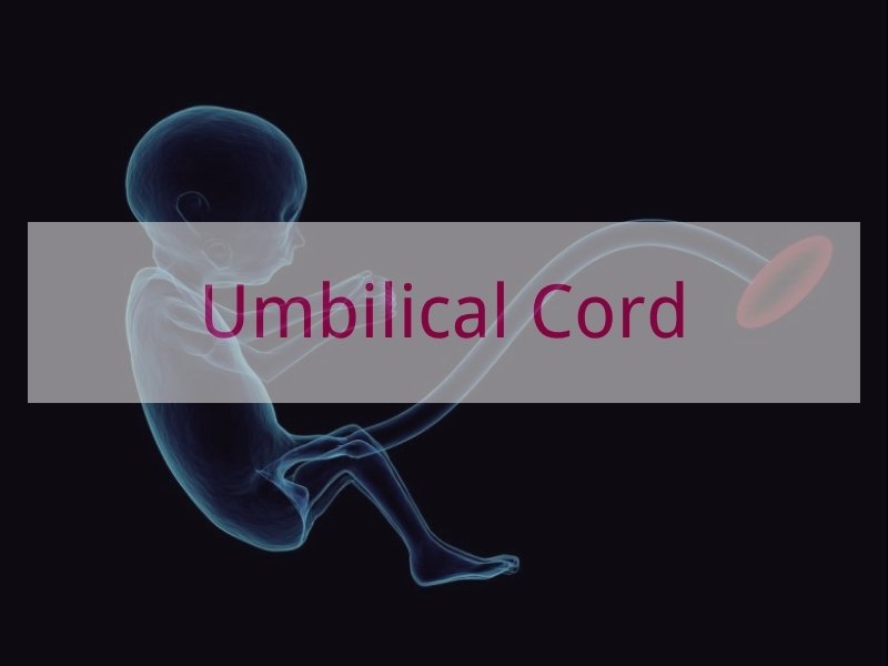 Umbilical Cord