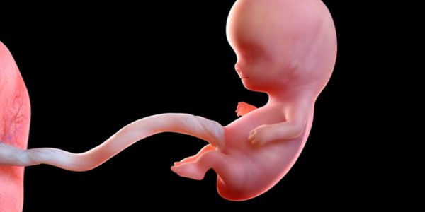 What is Umbilical Cord