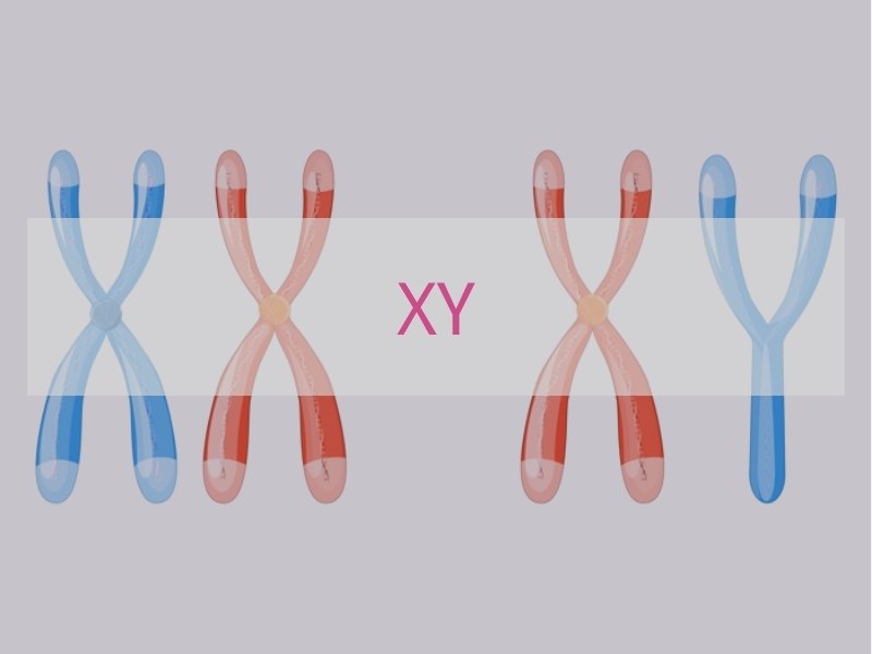 XY