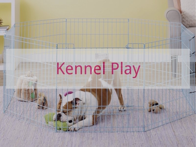 Kennel Play