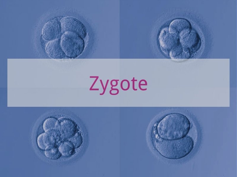 Zygote