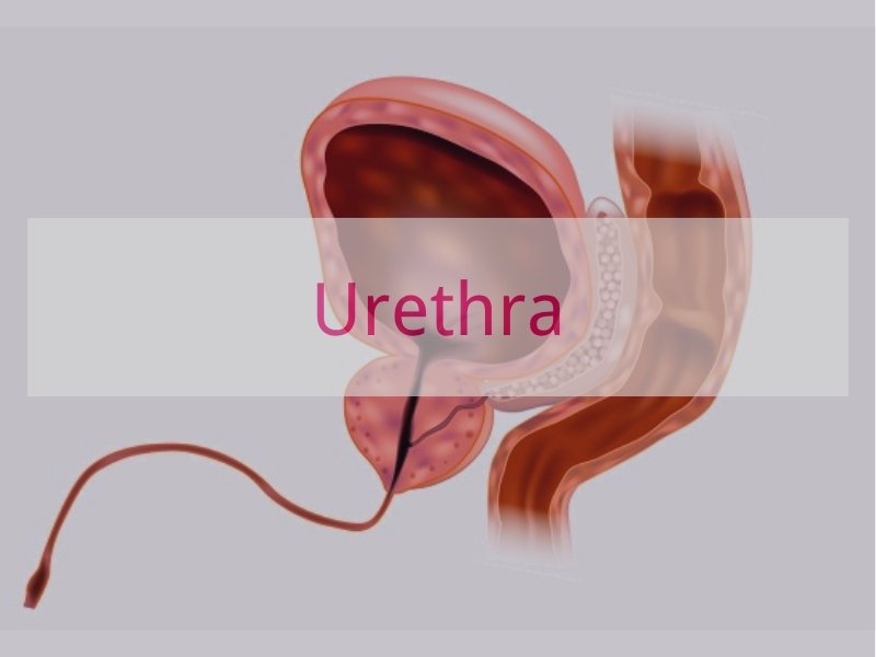Urethra