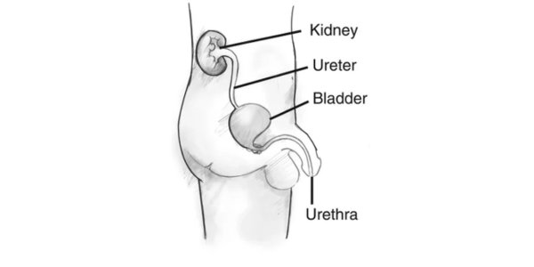 What is Urethra