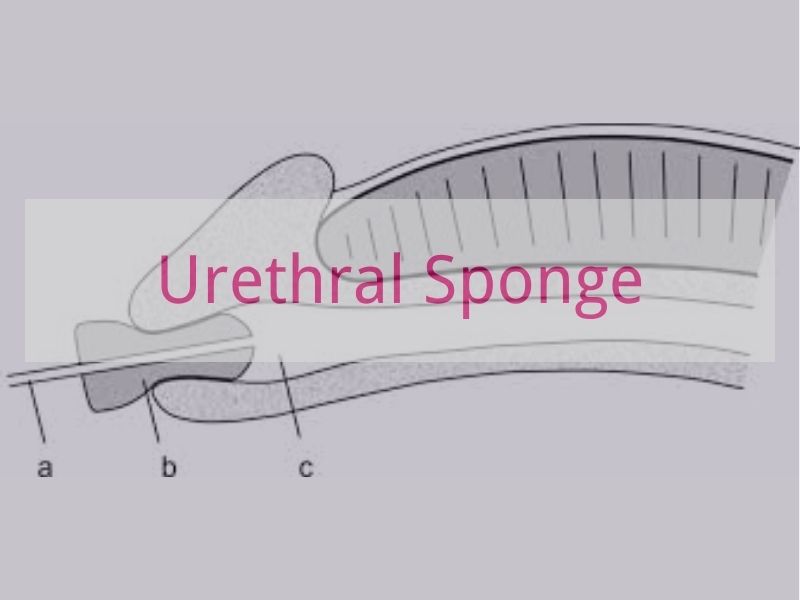 Urethral Sponge