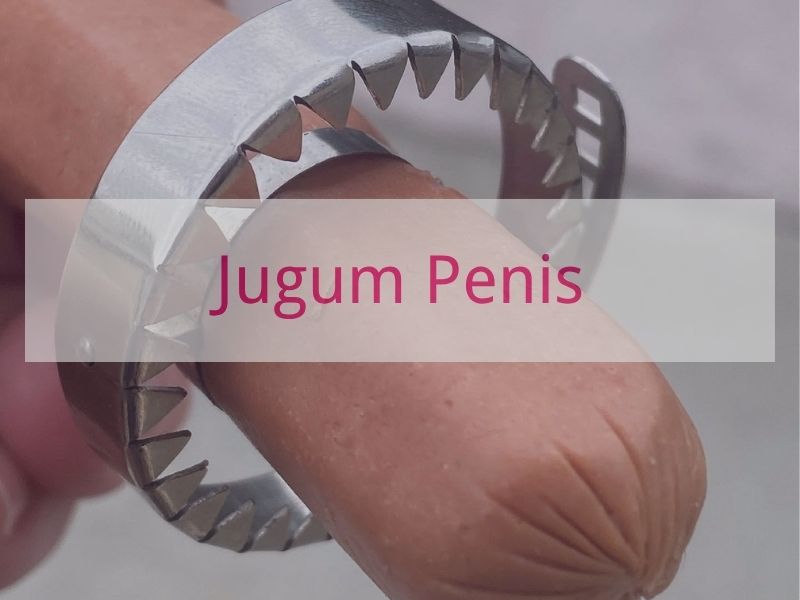 Jugum Penis