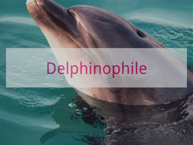 Delphinophile