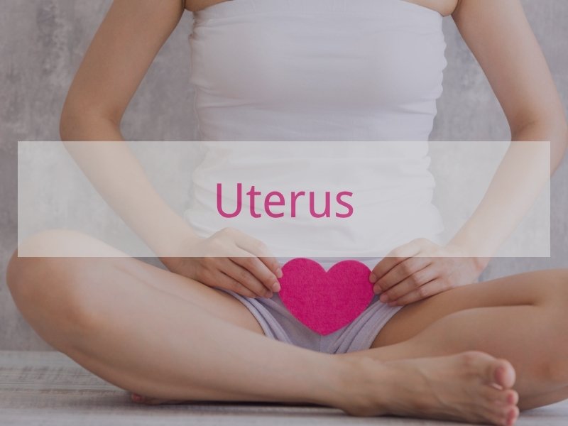 What is Uterus