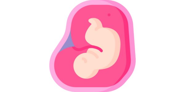 What is Embryo