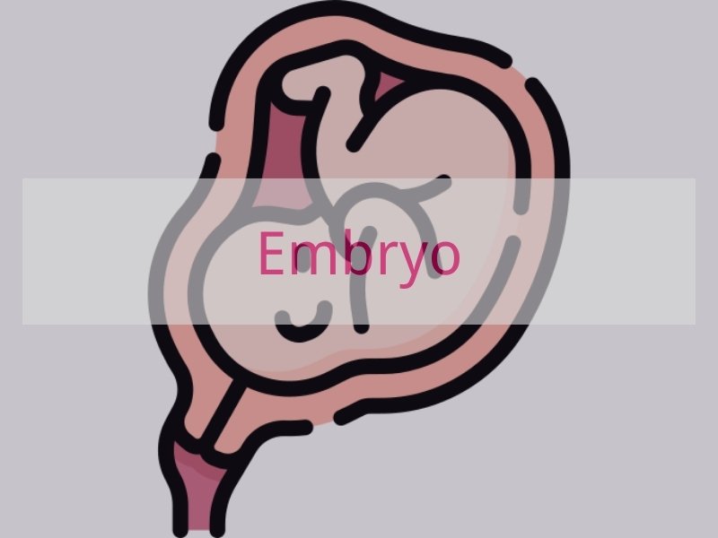 Embryo