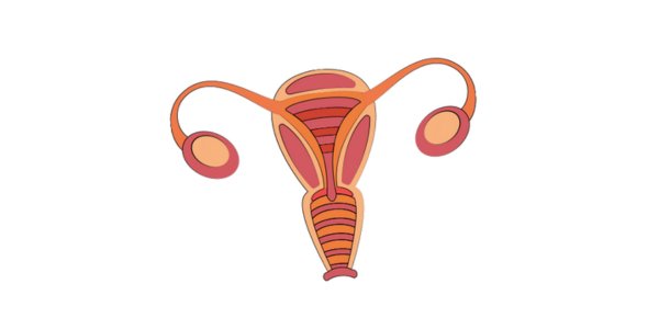 What is Uterus