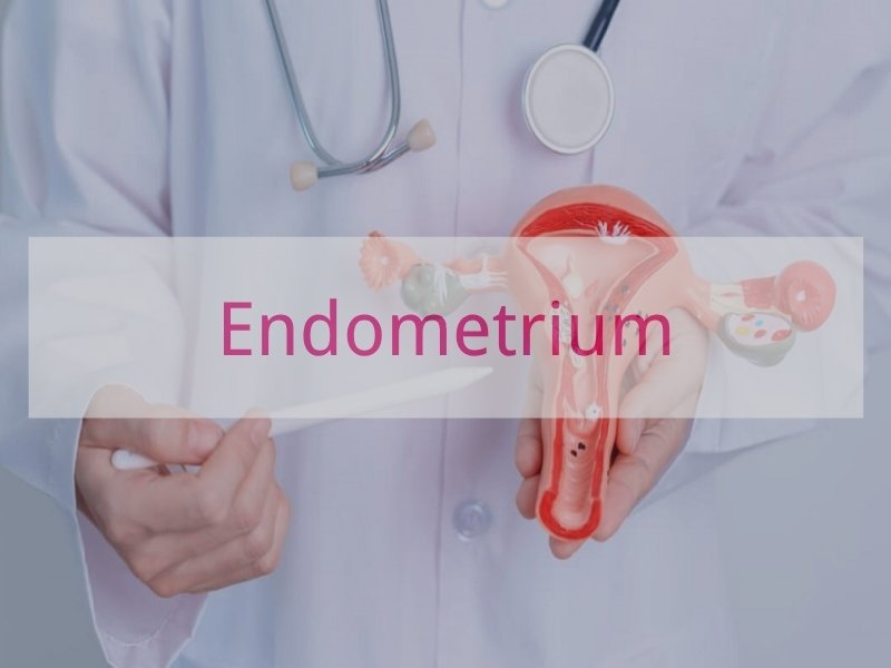 Endometrium