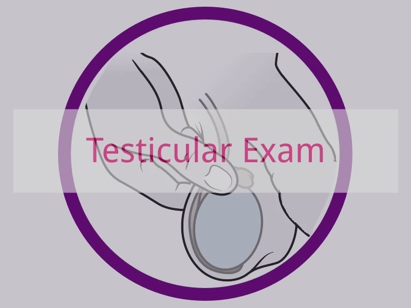 Testicular Exam