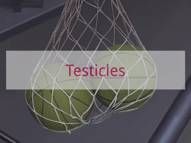 Testicles