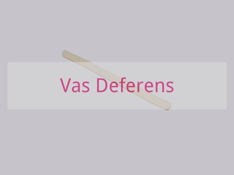 Vas Deferens