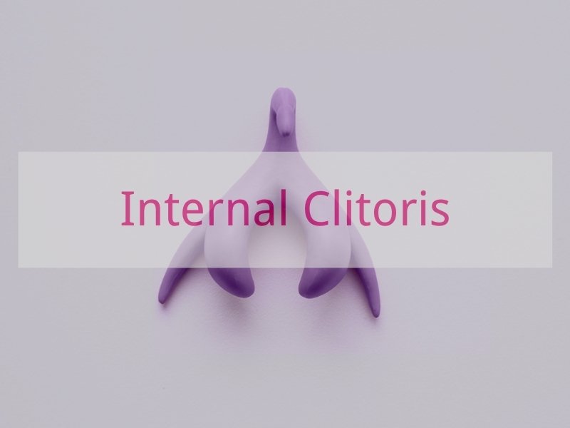 Internal Clitoris
